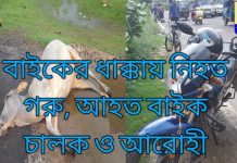 বাইকের ধাক্কায় নিহত গরু, আহত বাইক চালক ও আরোহী