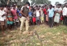 ধানক্ষেত থেকে পাইথন উদ্ধার।