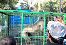 উন্মাদ বাঁদর কে ফলের টোপ দেখিয়ে খাঁচাবন্দি করল বনদপ্তর।